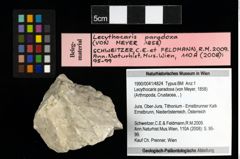 Foto (Objekt + Etiketten) von Lecythocaris paradoxa (von Meyer, 1858) 